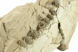 Fossil Oreodont (Merycoidodon) Partial Mandible - South Dakota #270119-3
